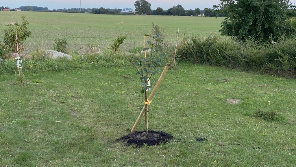 Unser gepflanzter Apfelbaum beim Vizepräsident