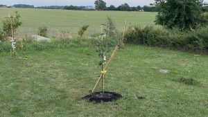 Unser gepflanzter Apfelbaum beim Vizepräsident