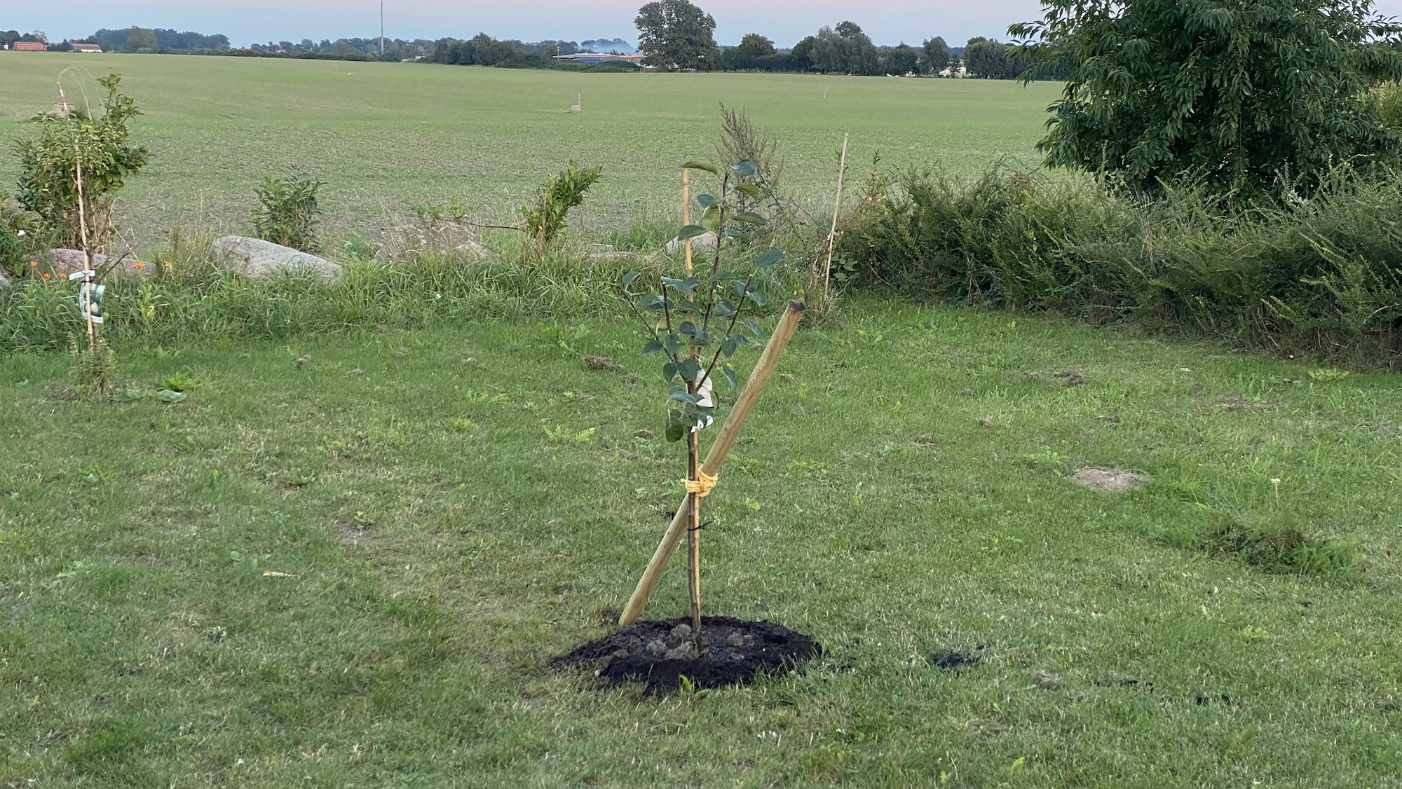 Unser gepflanzter Apfelbaum beim Vizepräsident